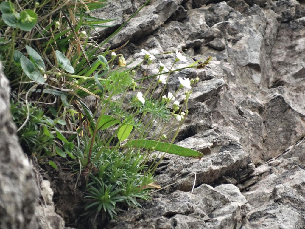 Androsace lactea / Androsace lattea